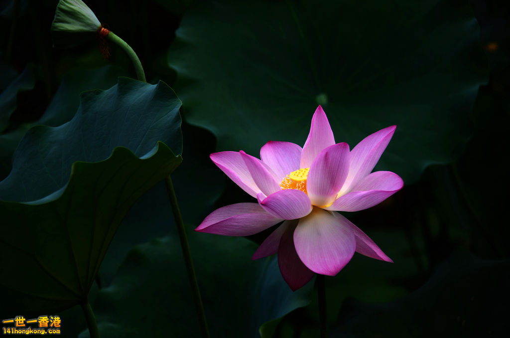 DSC_2665.jpg