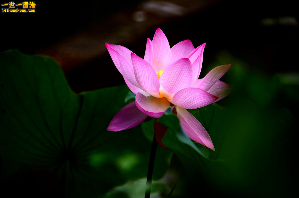 DSC_2683.jpg