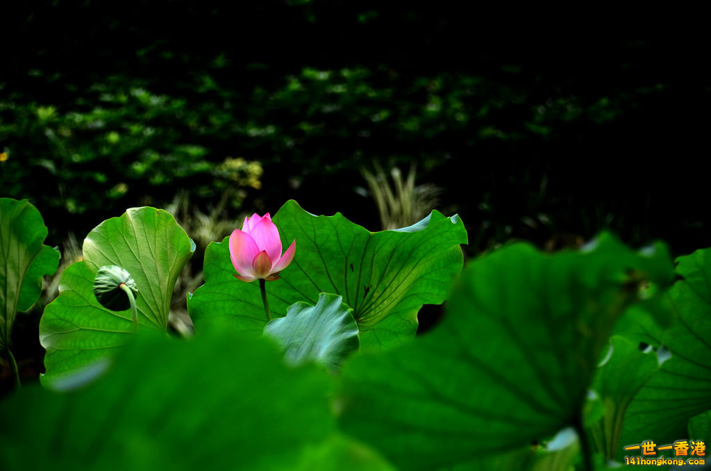 DSC_2705.jpg