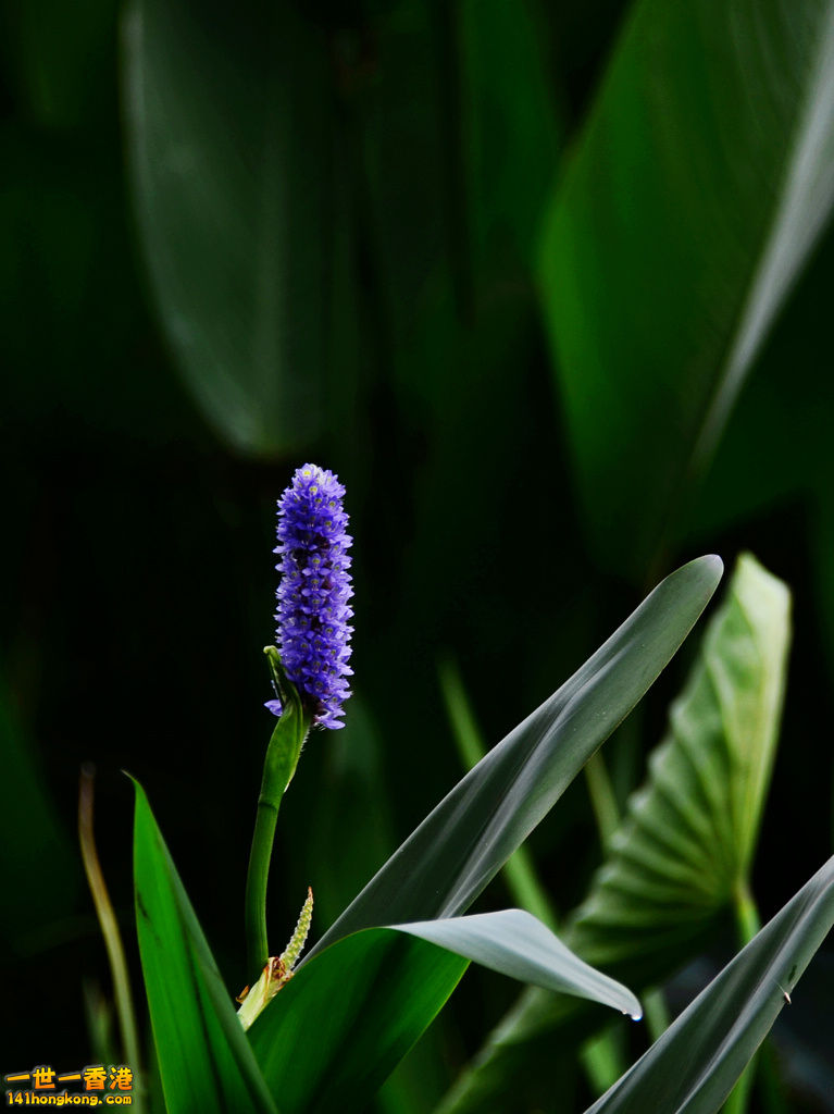 DSC_2709.jpg