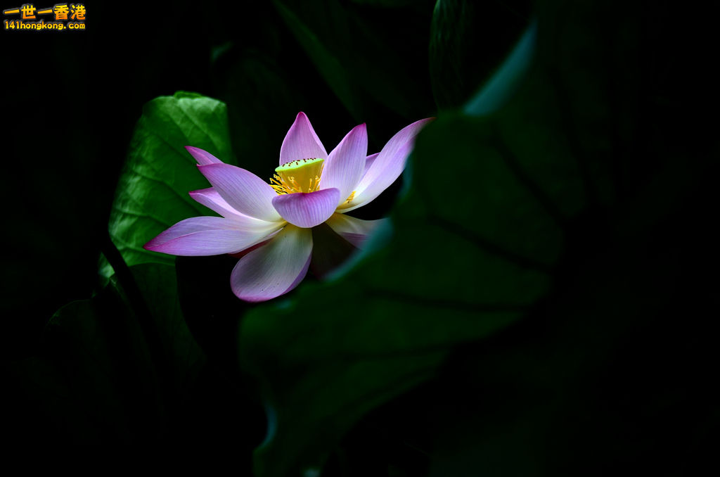 DSC_2725.jpg