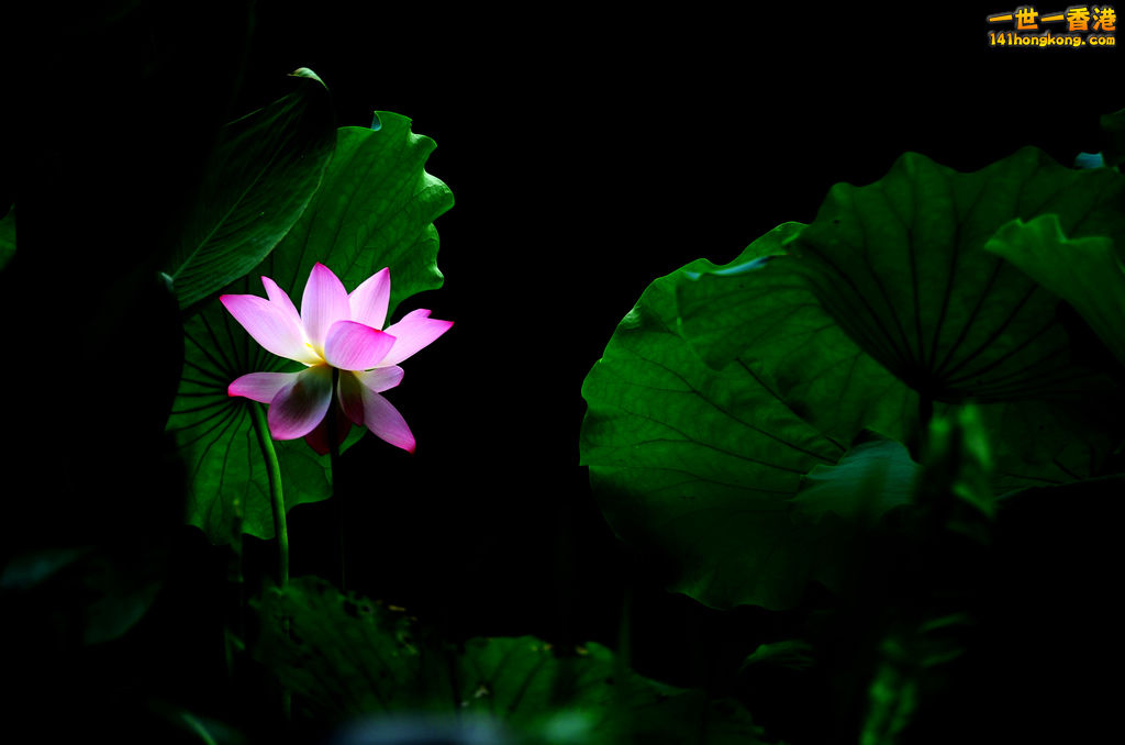 DSC_2717.jpg