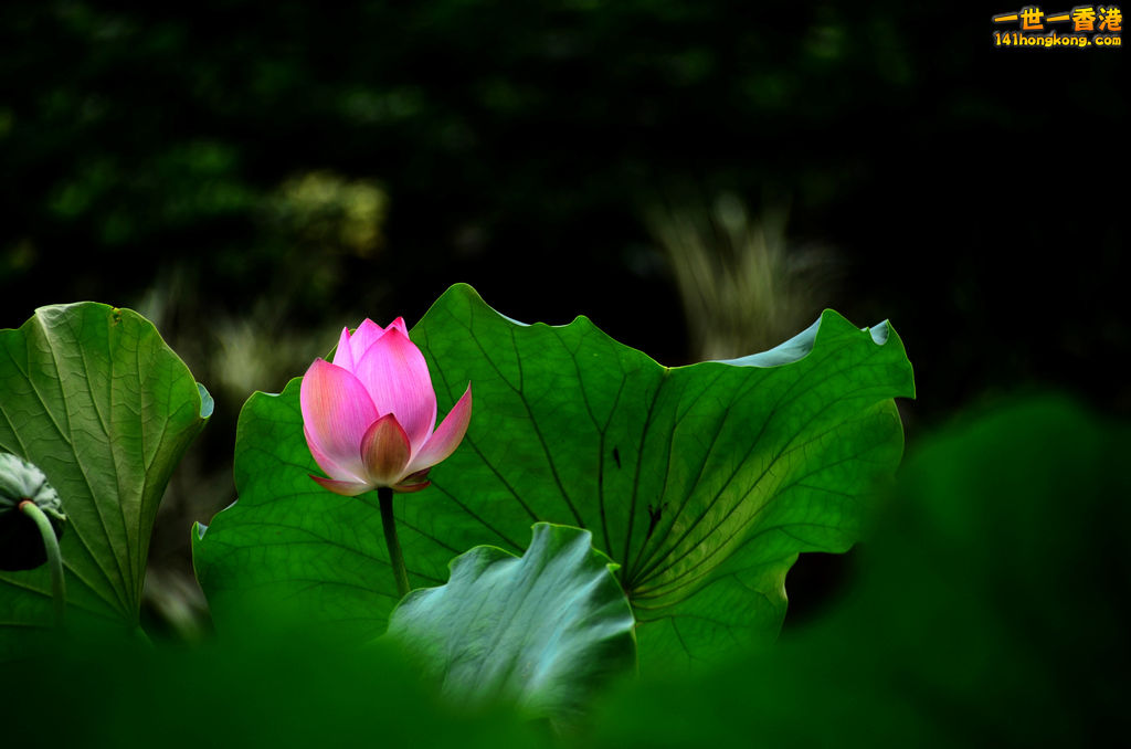 DSC_2704.jpg