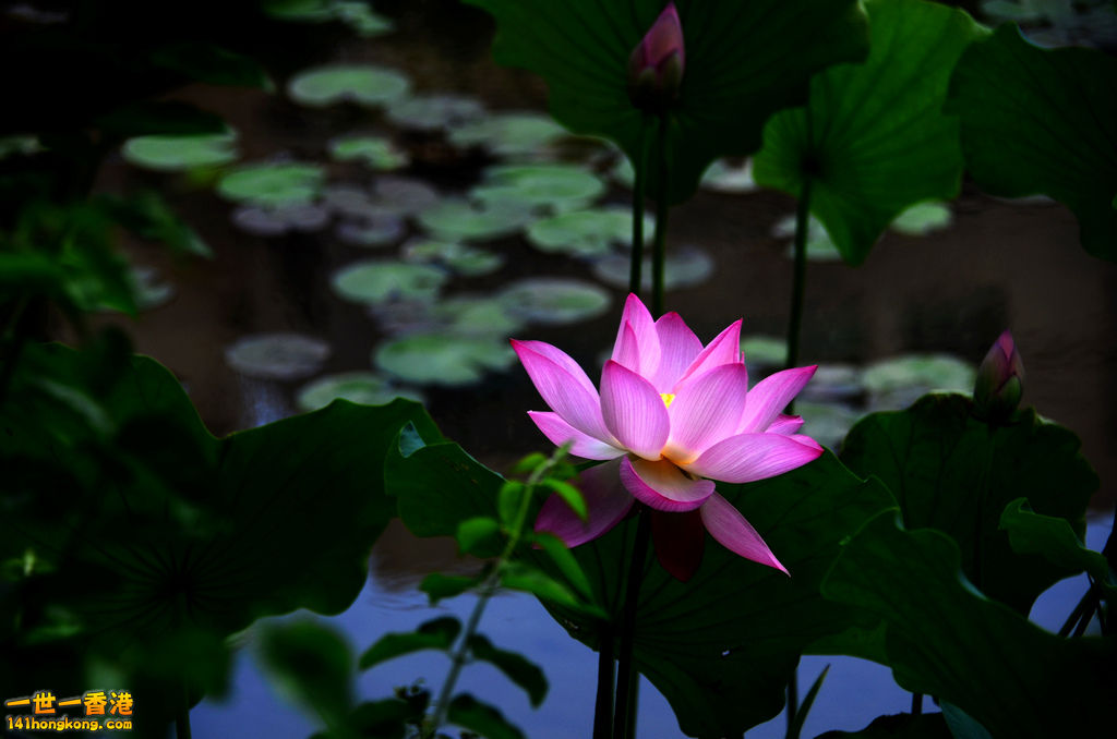 DSC_2694.jpg