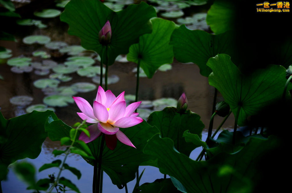 DSC_2695.jpg