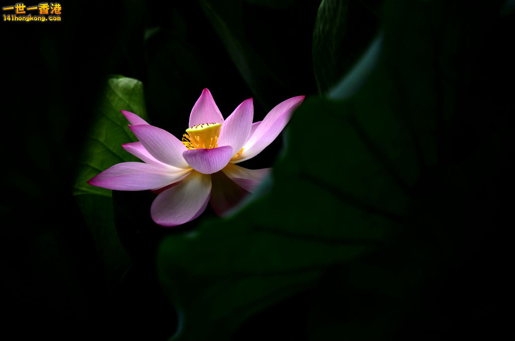 DSC_2700a.jpg