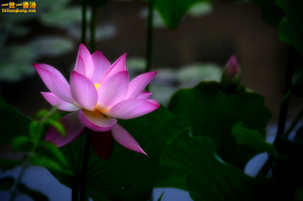 DSC_2697.jpg