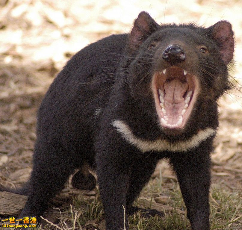 Tasmanian Devil.jpg