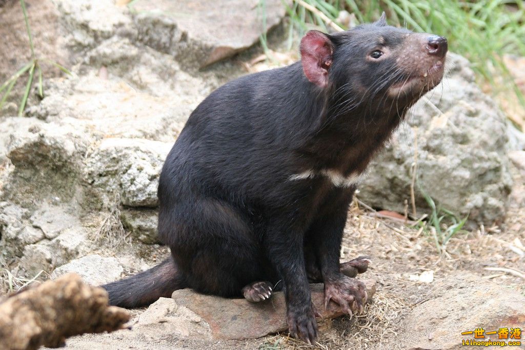 Tasmanian Devil1.jpg