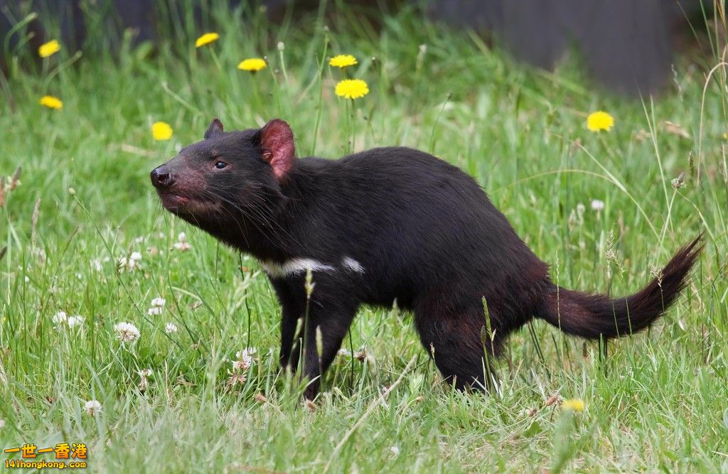 Tasmanian Devil2.jpg