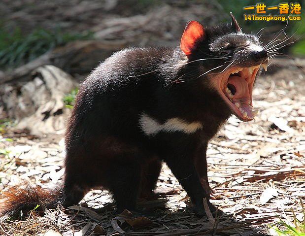 Tasmanian Devil3.jpg