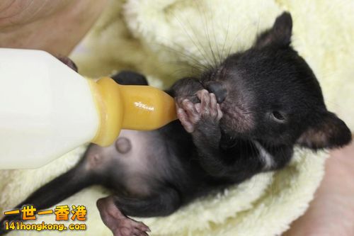 baby Tasmanian Devil.jpg