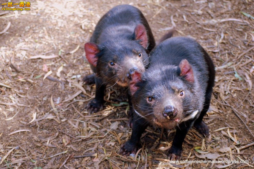 tasmanian-devil-wallpapers-5.jpg