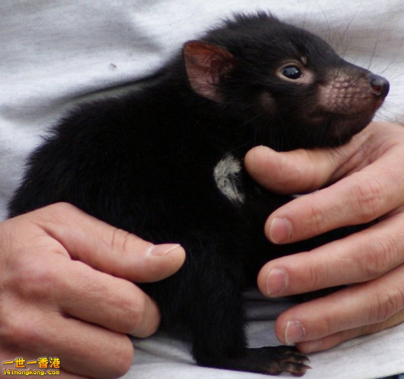 baby Tasmanian Devil2.jpg