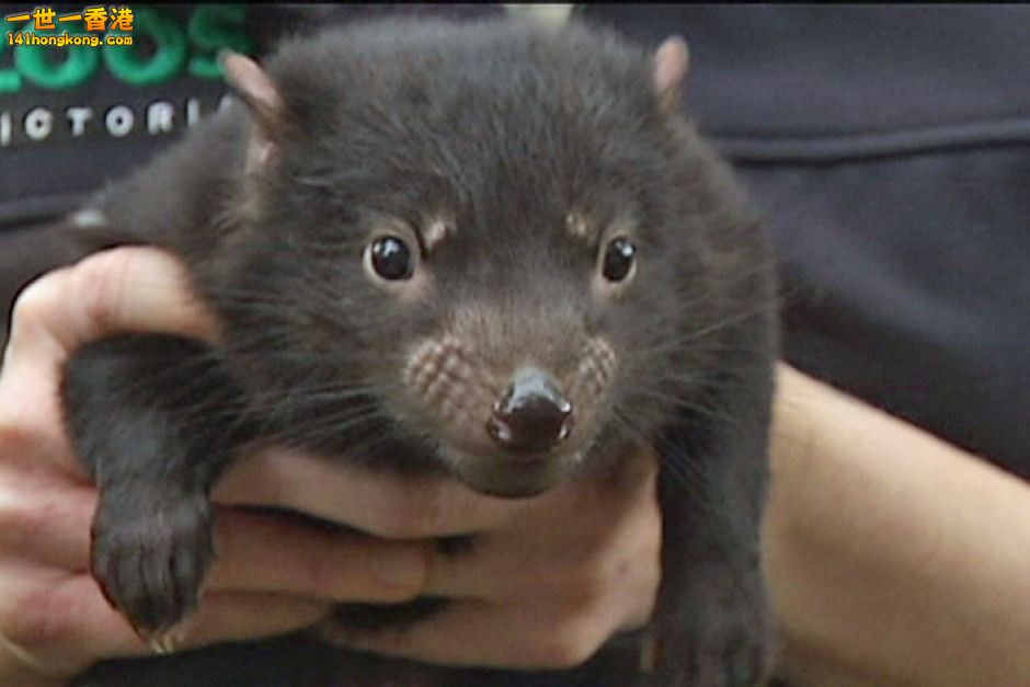 baby Tasmanian Devil3.jpg