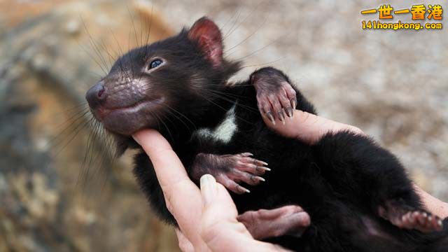 Baby-Tasmanian-Devil (1).jpg