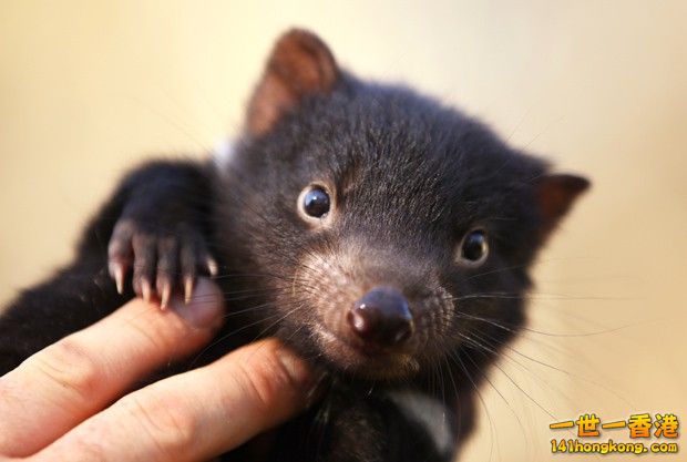 baby-tasmanian-devil (2).jpg
