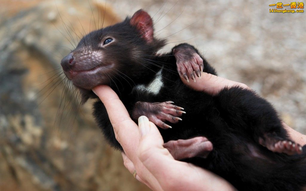 tasmanian-devil-wallpapers-9.jpg