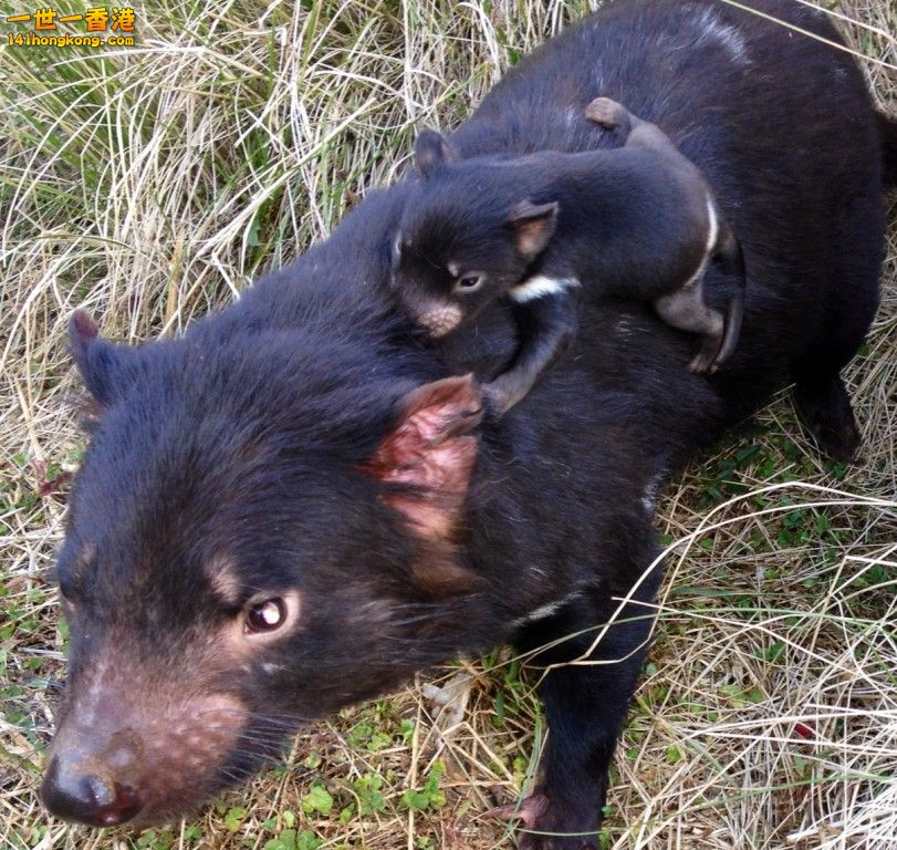 baby Tasmanian Devil1.jpg