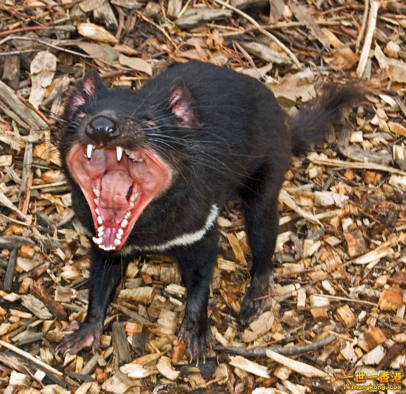 Tasmanian Devil7.jpg