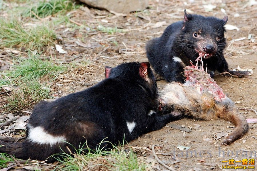 Tasmanian Devil5.jpg