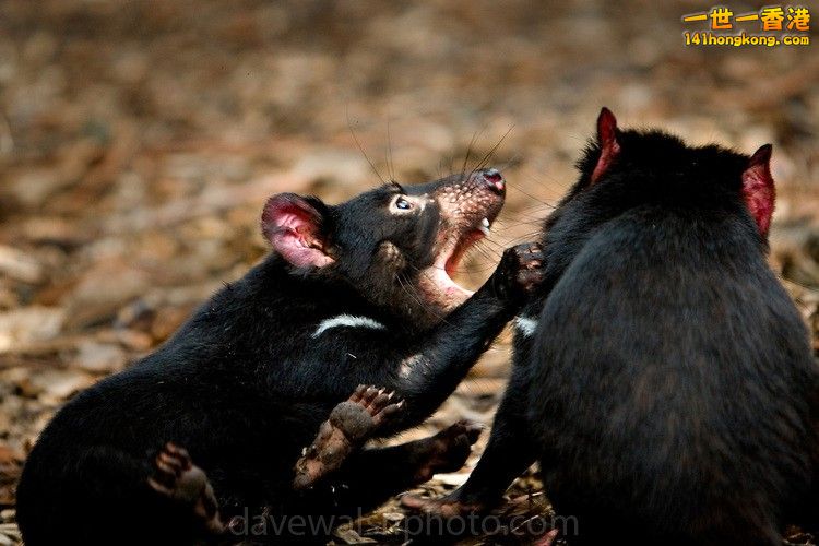 Tasmanian Devil12.jpg