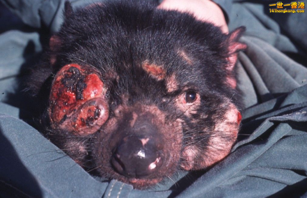 Tasmanian_Devil_Facial_Tumour_Disease.jpg