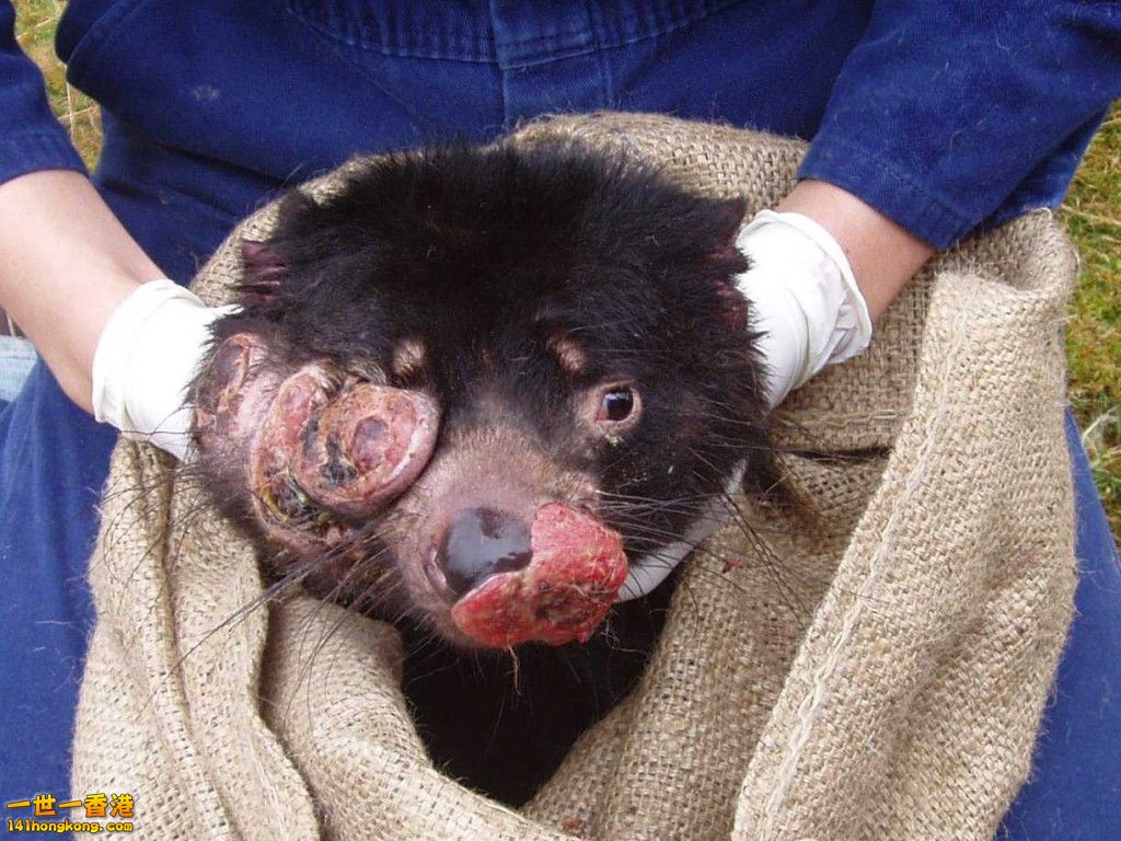 tasmanian-devil-facial-tumour-disease.jpg