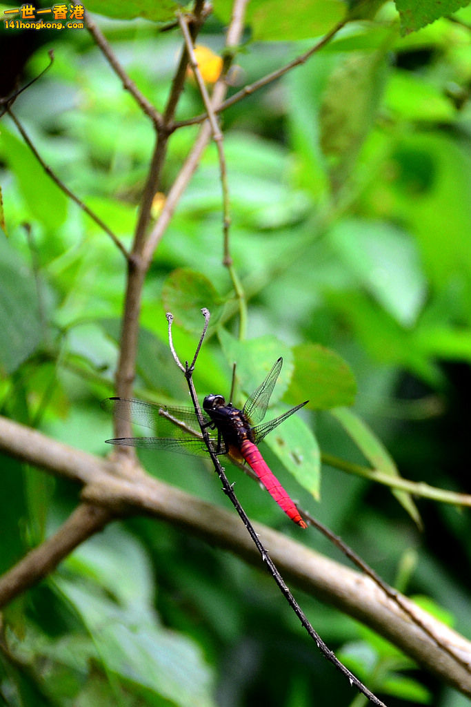DSC_3475.jpg