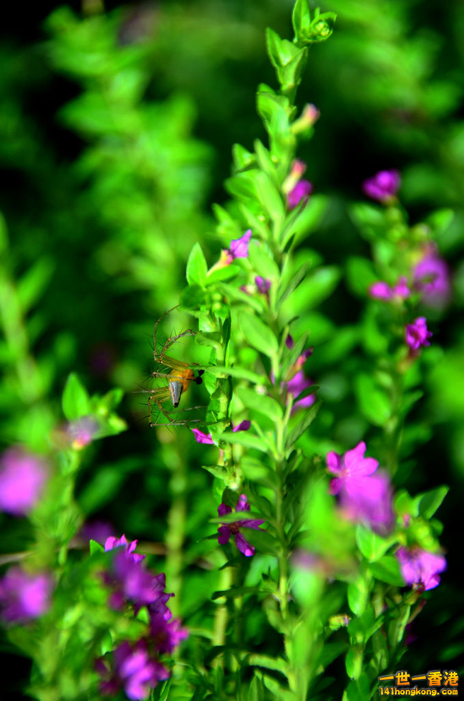 DSC_3453.jpg