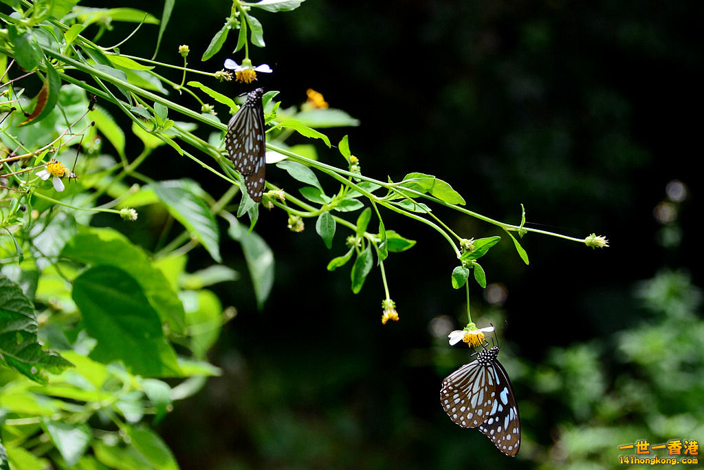 DSC_3410.jpg