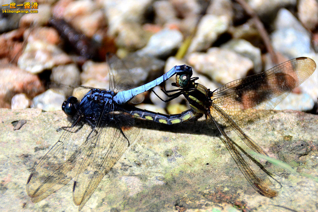 DSC_3234.jpg