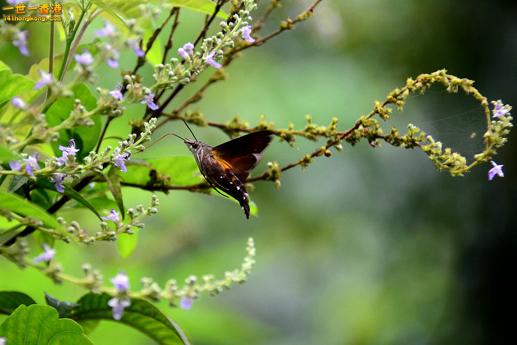 DSC_3060.jpg