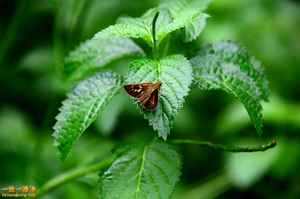 DSC_3049.jpg