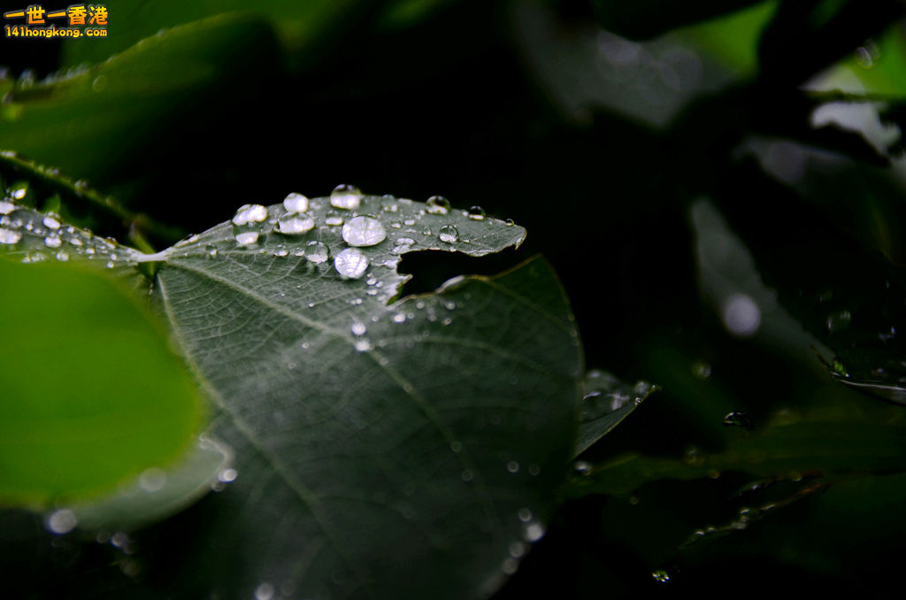 DSC_2985.jpg