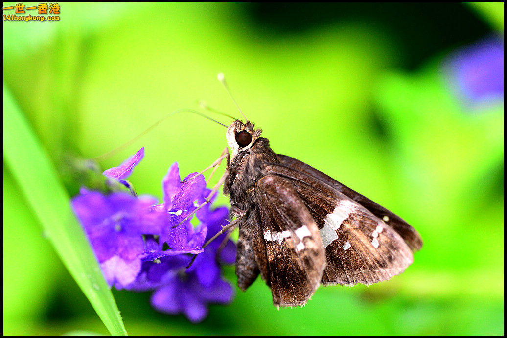 DSC_5086.jpg