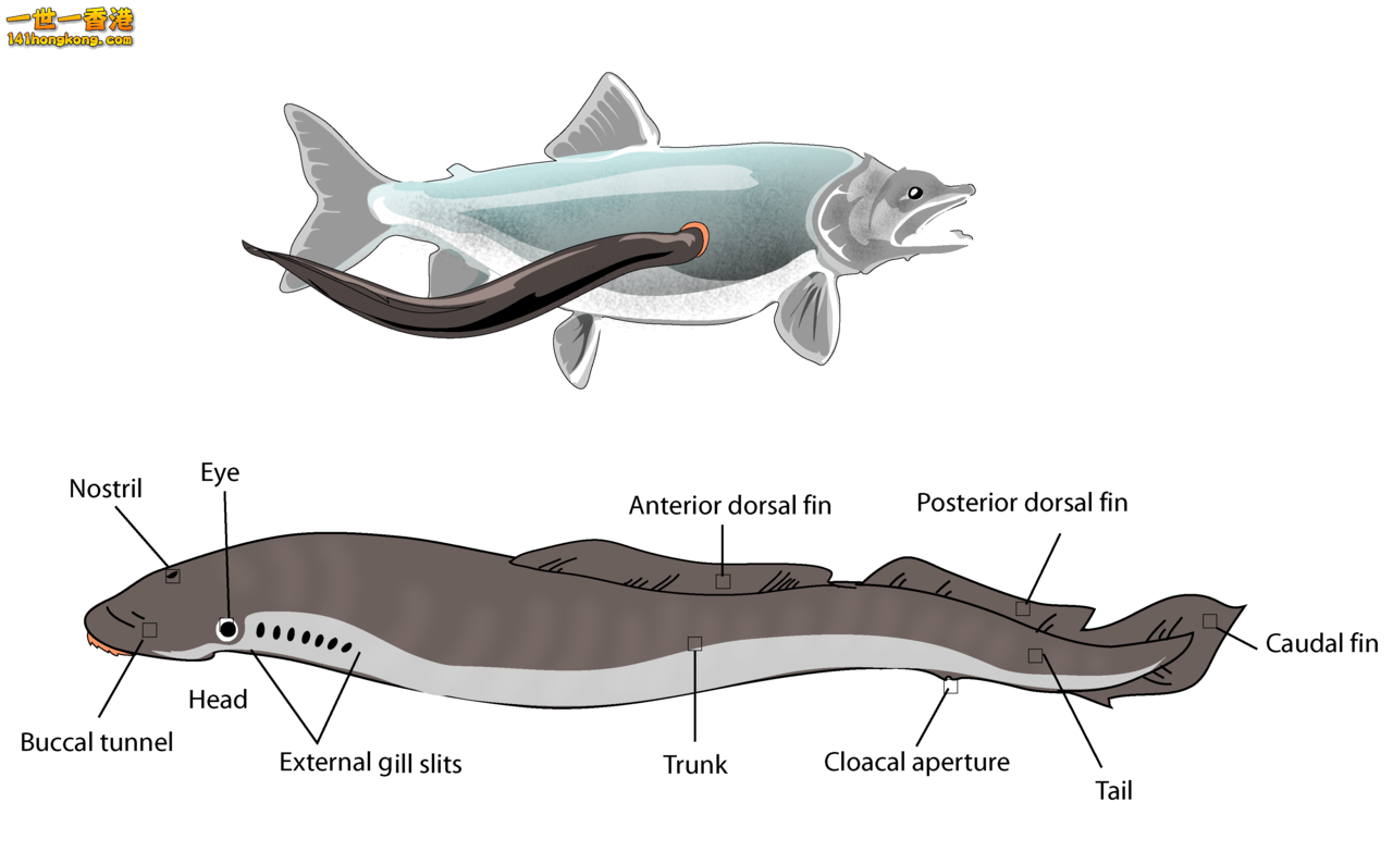 1280px-Lamprey_illustration_side.png