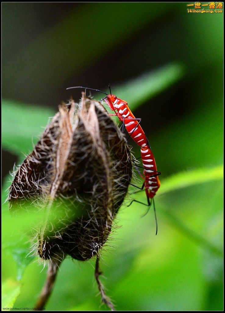 DSC_1829.jpg