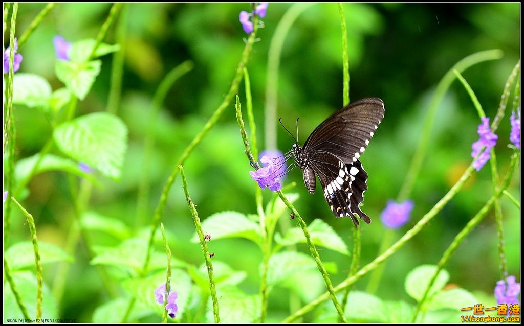 DSC_1877.jpg