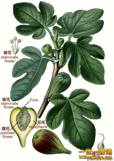 Fig_2_Flower.jpg