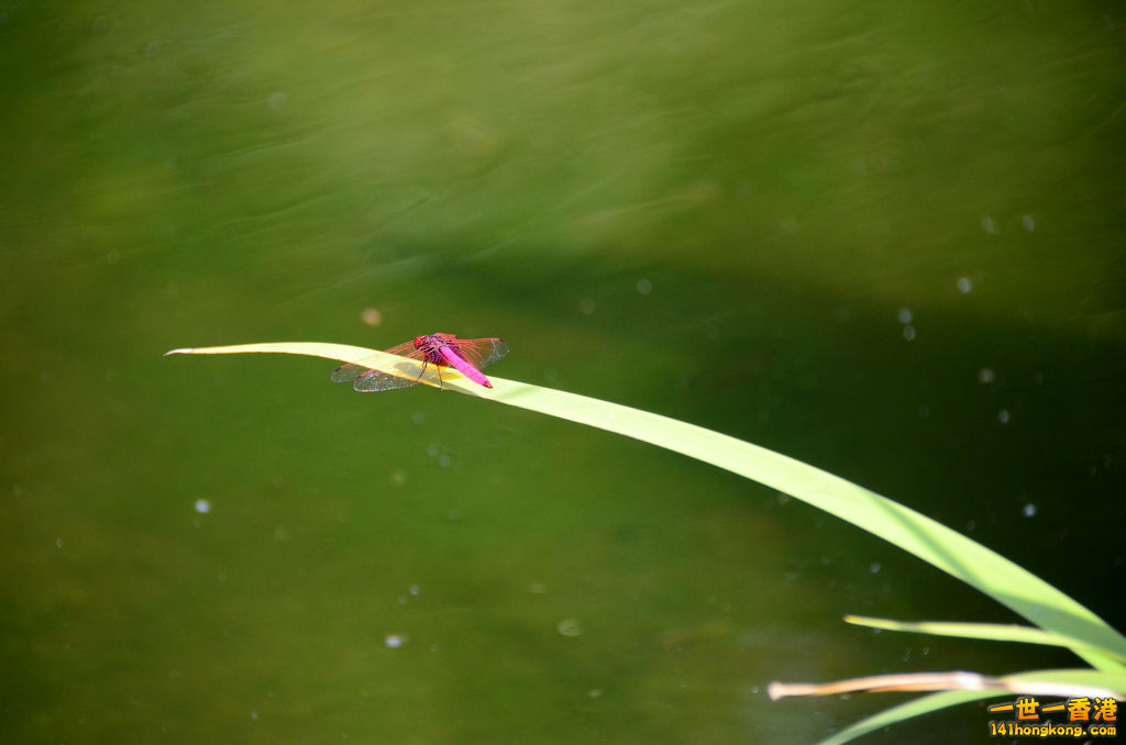 DSC_3950.jpg