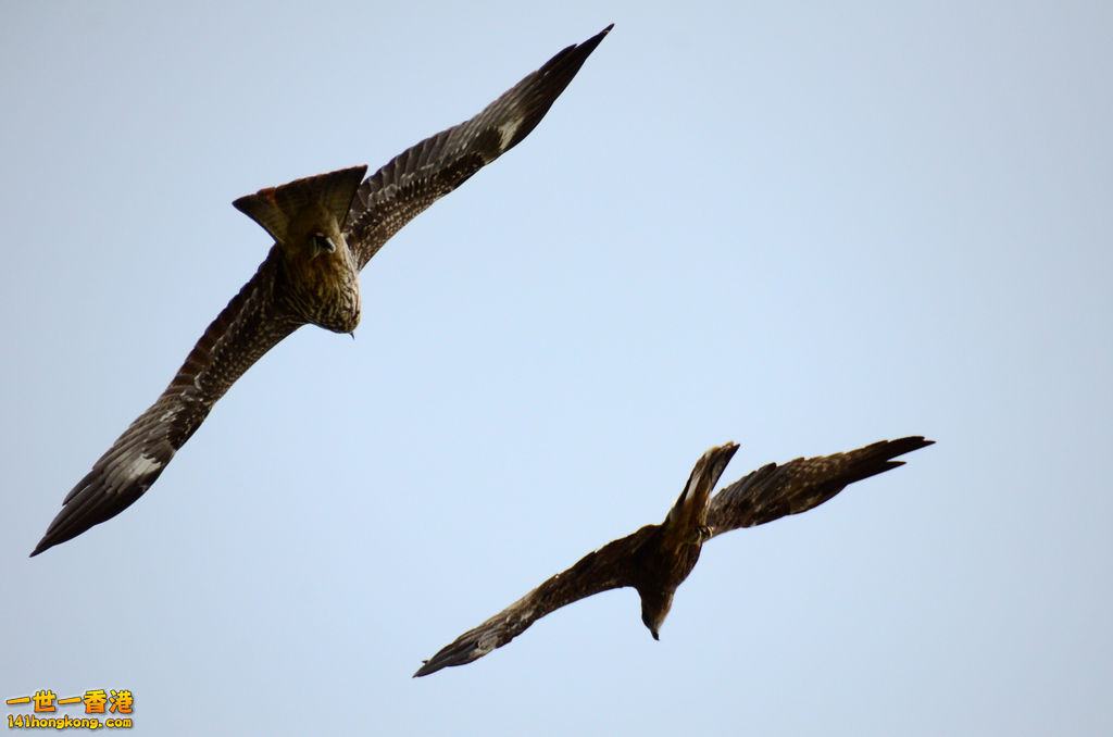DSC_5085a.jpg