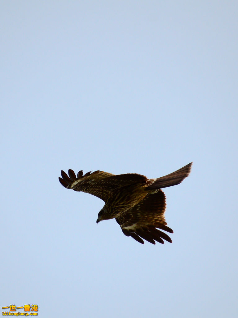 DSC_5087a.jpg