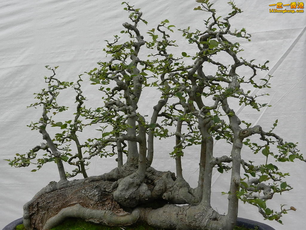 DSCN4155.JPG