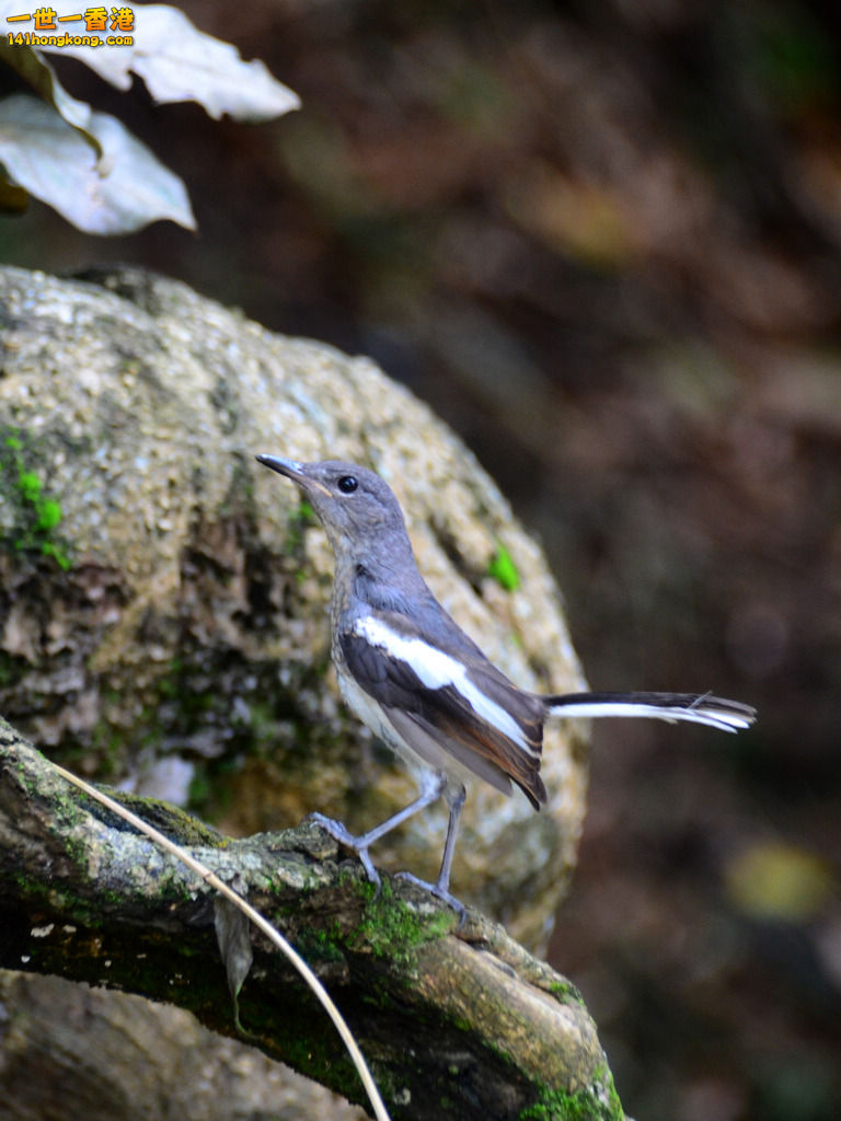 DSC_4748a.jpg