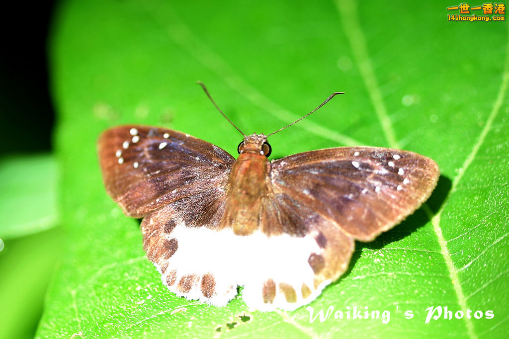Fung Yuen-0029.jpg