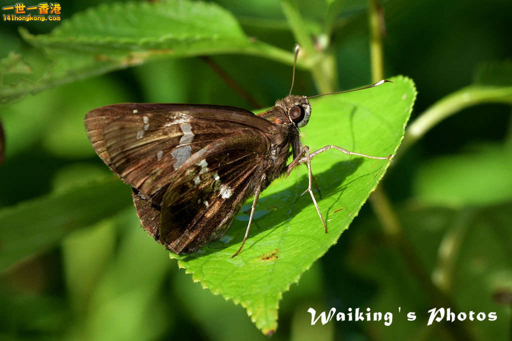 Fung Yuen-0037.jpg
