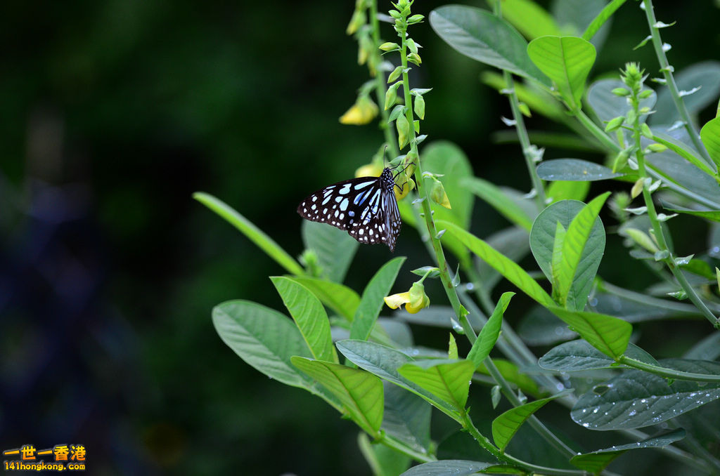 DSC_5362a.jpg