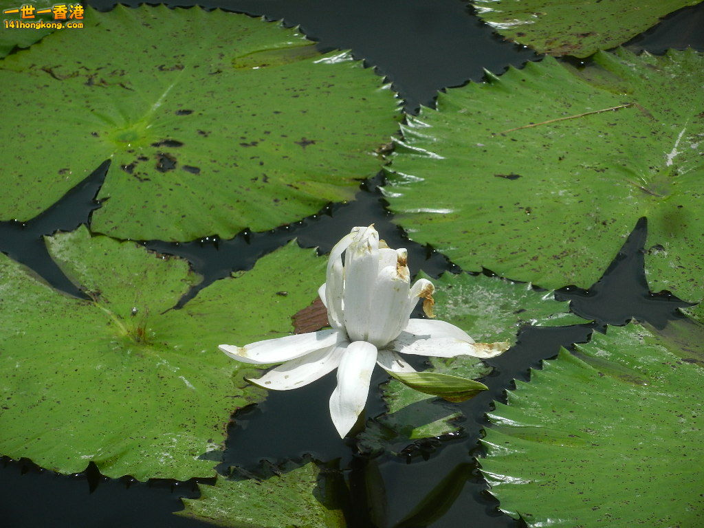 DSCN9809.JPG