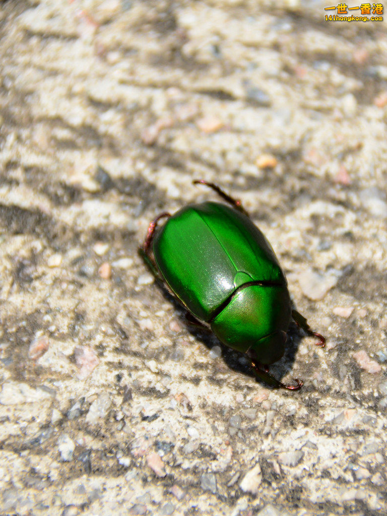 DSC_4884a.jpg